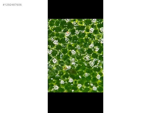Diğer / 200x zoom kamera sahibinden.comda - 1292487606