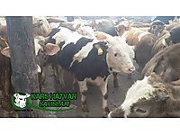 Kars Hayvan Pazarı Besilik Hayvan Temini #1283487664