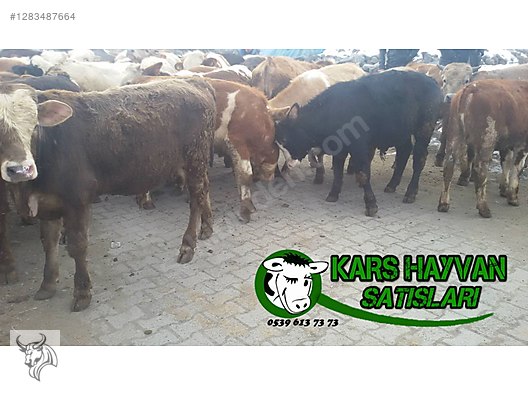 Hayvanlar Alemi / Büyükbaş Hayvanlar / Boğa