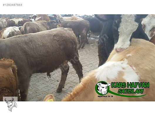 Hayvanlar Alemi / Büyükbaş Hayvanlar / Boğa