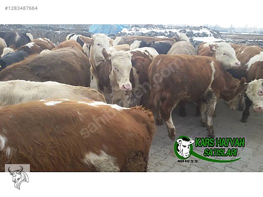 Hayvanlar Alemi / Büyükbaş Hayvanlar / Boğa