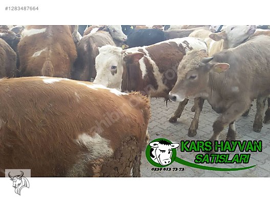 Hayvanlar Alemi / Büyükbaş Hayvanlar / Boğa