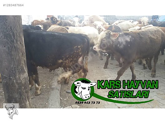 Hayvanlar Alemi / Büyükbaş Hayvanlar / Boğa