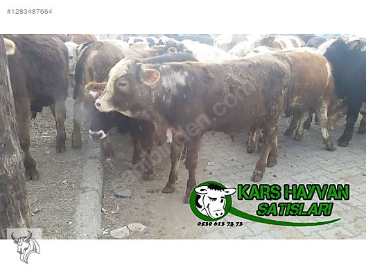 Hayvanlar Alemi / Büyükbaş Hayvanlar / Boğa