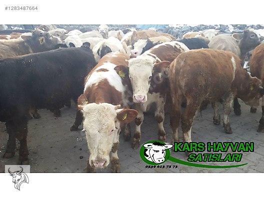 Hayvanlar Alemi / Büyükbaş Hayvanlar / Boğa