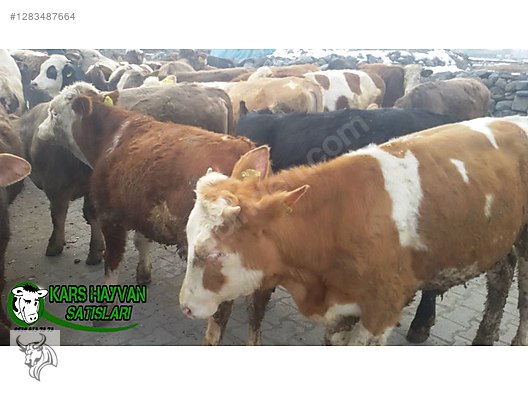 Hayvanlar Alemi / Büyükbaş Hayvanlar / Boğa