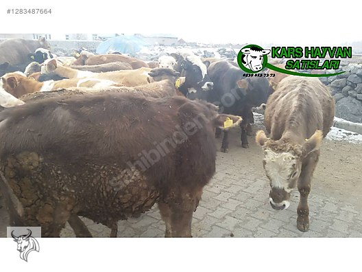 Hayvanlar Alemi / Büyükbaş Hayvanlar / Boğa