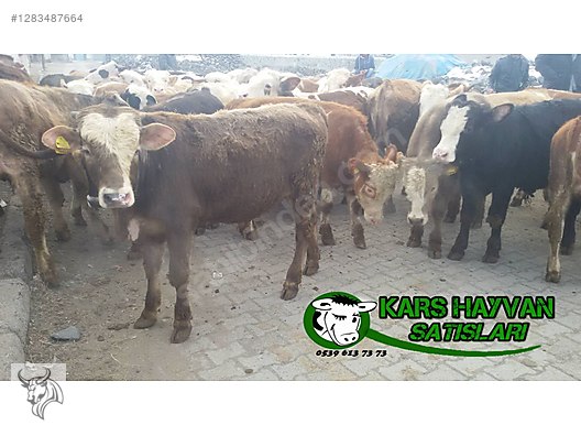 Hayvanlar Alemi / Büyükbaş Hayvanlar / Boğa