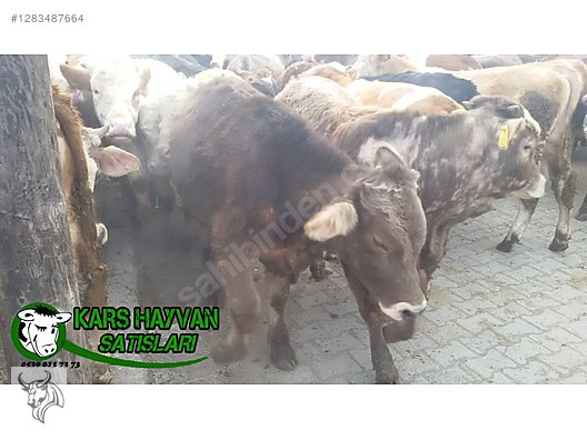 Hayvanlar Alemi / Büyükbaş Hayvanlar / Boğa