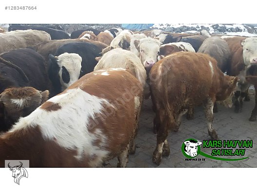 Hayvanlar Alemi / Büyükbaş Hayvanlar / Boğa