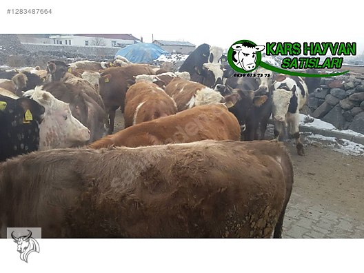 Hayvanlar Alemi / Büyükbaş Hayvanlar / Boğa