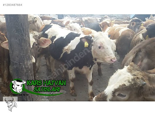 Hayvanlar Alemi / Büyükbaş Hayvanlar / Boğa