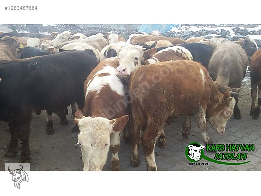 Hayvanlar Alemi / Büyükbaş Hayvanlar / Boğa