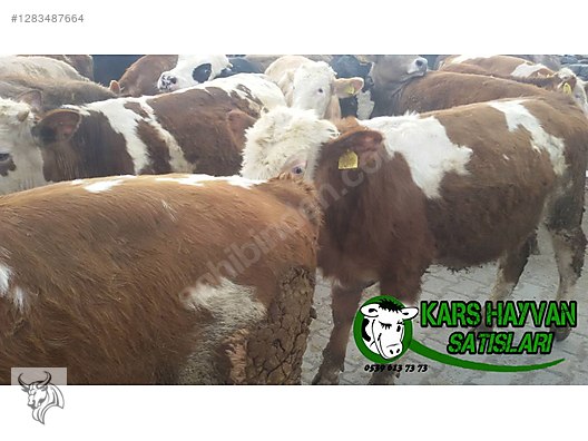 Hayvanlar Alemi / Büyükbaş Hayvanlar / Boğa