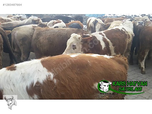 Hayvanlar Alemi / Büyükbaş Hayvanlar / Boğa