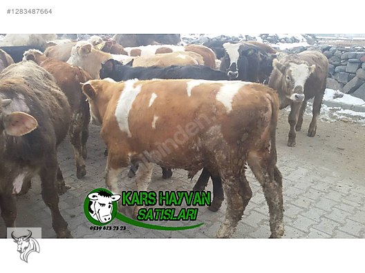 Hayvanlar Alemi / Büyükbaş Hayvanlar / Boğa