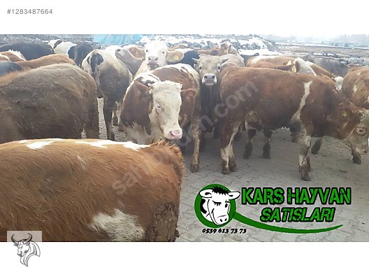 Hayvanlar Alemi / Büyükbaş Hayvanlar / Boğa