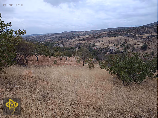 DOĞAN EMLAK'TAN AŞAĞIÇÖPLÜ KÖYÜNDE ANA YOL ÜZERİNDE SATILIK TARL #1278487710