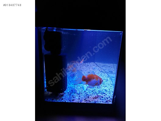 toplu satis akvaryum cok temizlik pazarlik olur sahibinden comda 918487748
