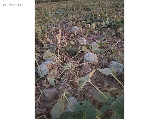 Used & Brand New Items / Garden & Home Improvement / Wholesale Lots