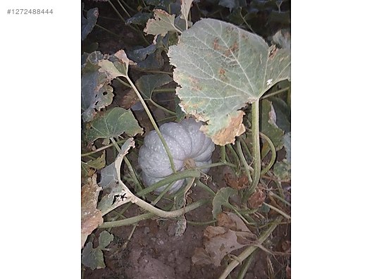 Used & Brand New Items / Garden & Home Improvement / Wholesale Lots