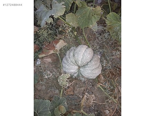 Used & Brand New Items / Garden & Home Improvement / Wholesale Lots