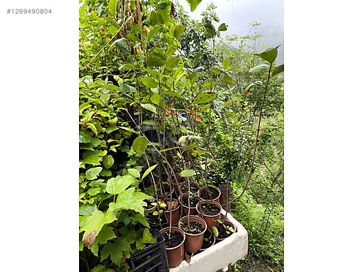 İkinci El ve Sıfır Alışveriş / Bahçe & Yapı Market / Bahçe / Bitki & Çiçek / Fidan & Çalı