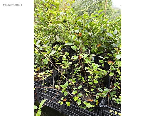 İkinci El ve Sıfır Alışveriş / Bahçe & Yapı Market / Bahçe / Bitki & Çiçek / Fidan & Çalı