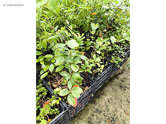 İkinci El ve Sıfır Alışveriş / Bahçe & Yapı Market / Bahçe / Bitki & Çiçek / Fidan & Çalı