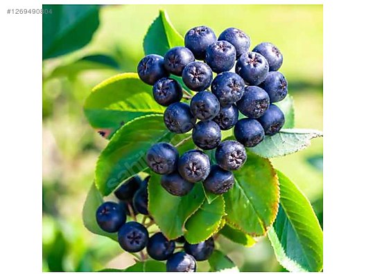 İkinci El ve Sıfır Alışveriş / Bahçe & Yapı Market / Bahçe / Bitki & Çiçek / Fidan & Çalı