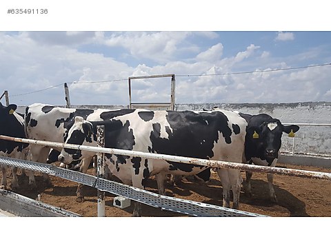 holstein gebe duve mavi belgeli krediye uygun turkiye nin ucretsiz ilan sitesi sahibinden com da 635491136 holstein gebe duve mavi belgeli krediye uygun turkiye nin ucretsiz ilan sitesi sahibinden com da 635491136