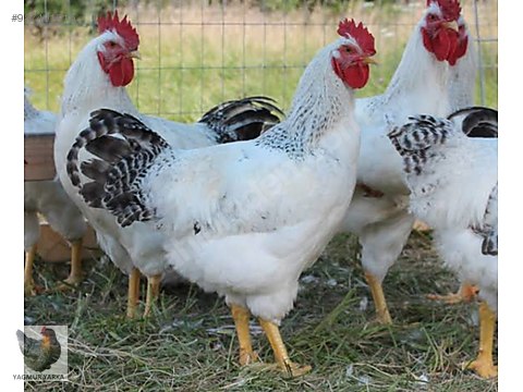 rcfevf yv 7ham rcfevf yv 7ham