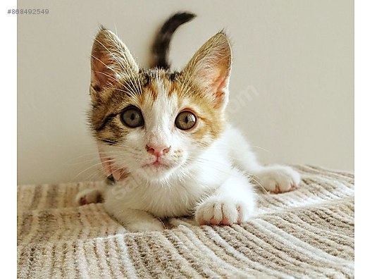 Kedi Melez 2 Aylik Yavru Kedi Calico Disi Sahibinden Comda 868492549