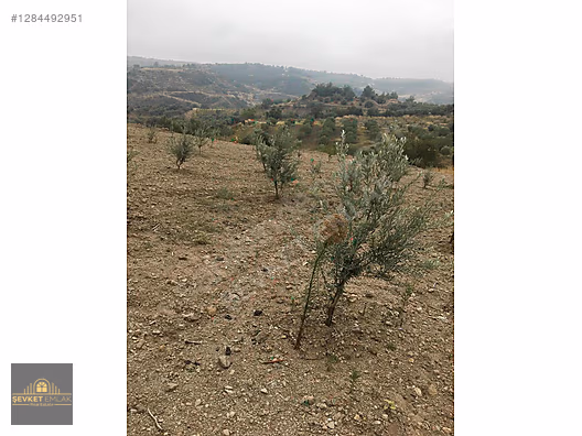 Satılık Zeytinlik 3,5 Dönüm - Yolu var. - 1.600.000₺ #1284492951