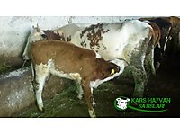 Canlı Kilo İnek Temin Edilir Kars/Merkez #1283493357