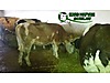 Pets & Livestock / Large Livestock / Cows