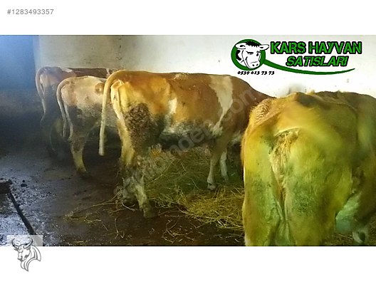 Pets & Livestock / Large Livestock / Cows