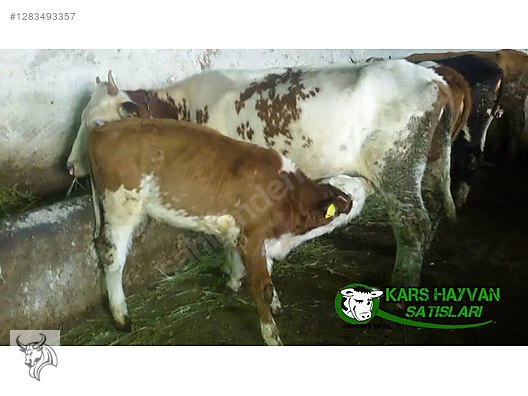 Pets & Livestock / Large Livestock / Cows