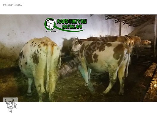 Pets & Livestock / Large Livestock / Cows