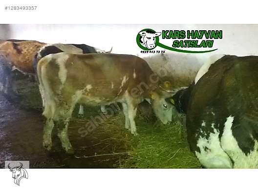 Pets & Livestock / Large Livestock / Cows