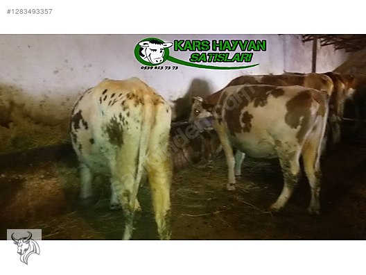 Pets & Livestock / Large Livestock / Cows