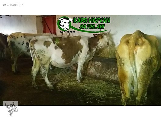 Pets & Livestock / Large Livestock / Cows