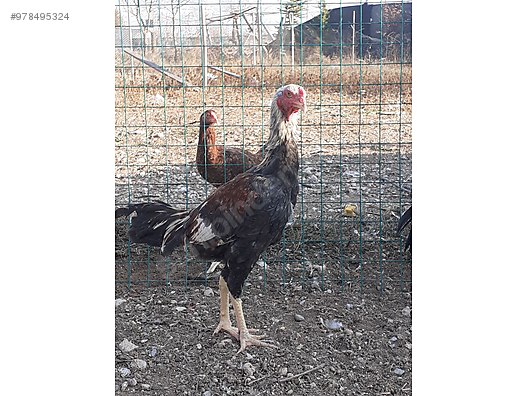 horoz hint horozu sahibinden comda 978495324