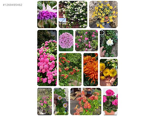 Used & Brand New Items / Garden & Home Improvement / Garden / Plants & Flowers / Flowering Plants