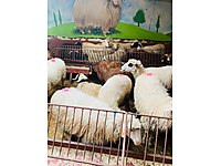 DEPODAN EN UYGUN ADAK VE KURBAN SATIŞ KESİM YERİ MALTEPE #1270495799