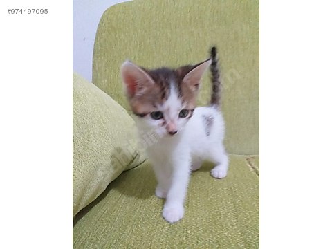 kedi tekir minik erkek yuva ariyor sahibinden comda 974497095