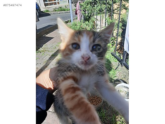 Kedi Diger Irklar Masum Calico Bebek Sahibinden Comda 875497474