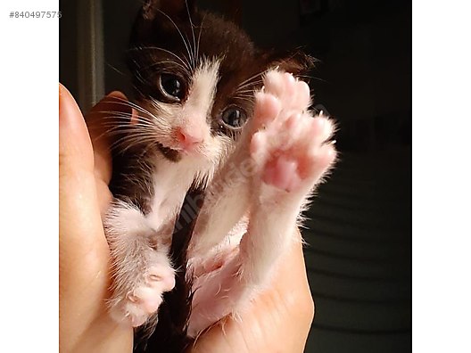 Kedi Diger Irklar 20 Gunluk Bebek Asiri Sevimli Asiri Uysal Sahibinden Comda 840497575