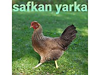 Beykoz Satilik Tavuk Cinsleri Ve Fiyatlari Sahibinden Com Da Beykoz Satilik Tavuk Cinsleri Ve Fiyatlari Sahibinden Com Da
