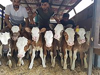 kocaeli satilik inek cinsleri ve fiyatlari sahibinden com da